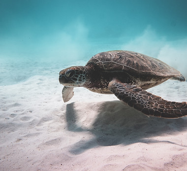 Sea Turtle