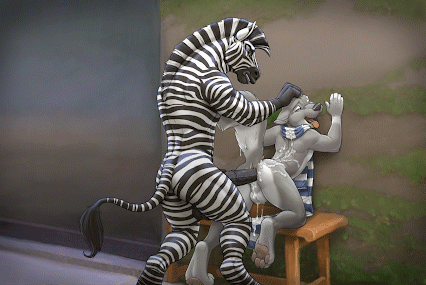 Zebras November Zaush