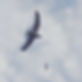74A13C43-362A-4013-AE2B-B32AC93E7C61_1_105_c.jpeg