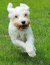 Walkies N Waggies Pet Visits