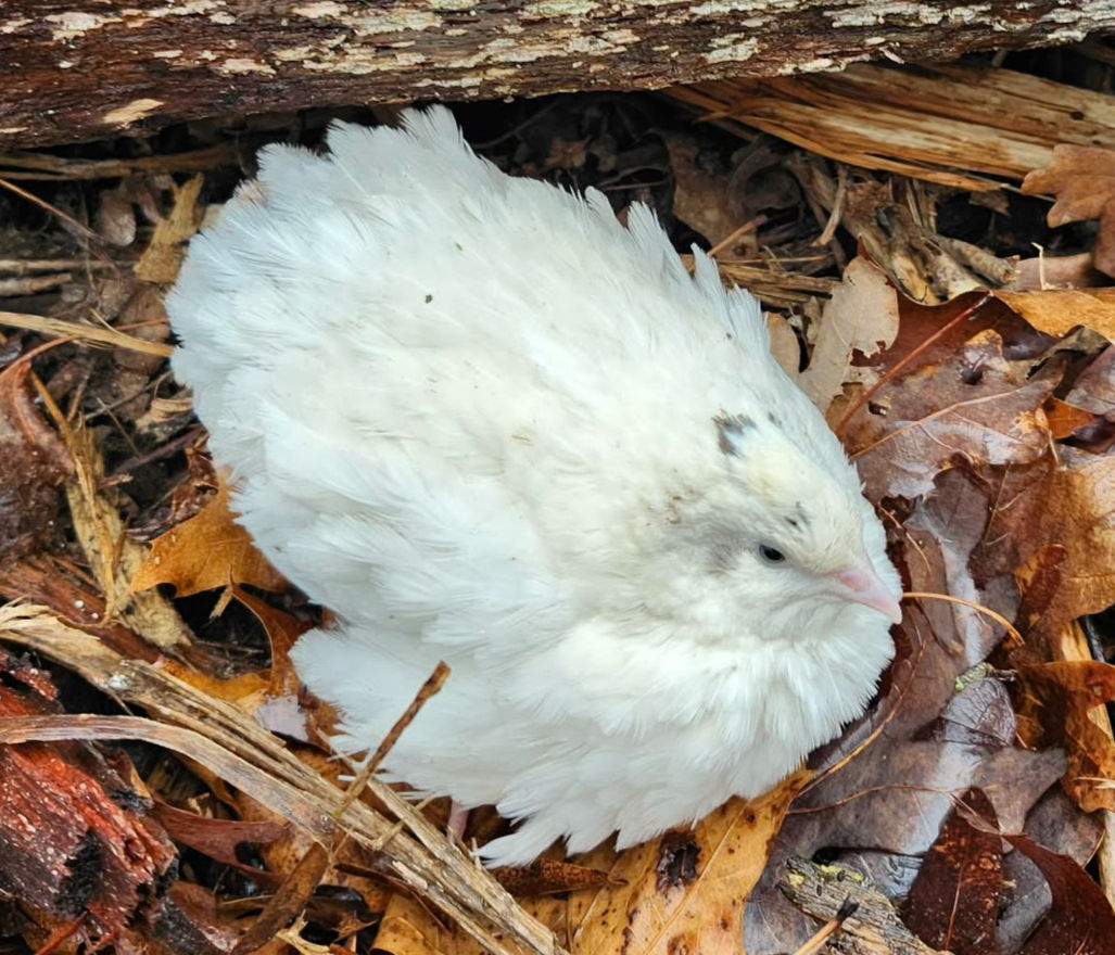 Jumbo White Hatching Eggs