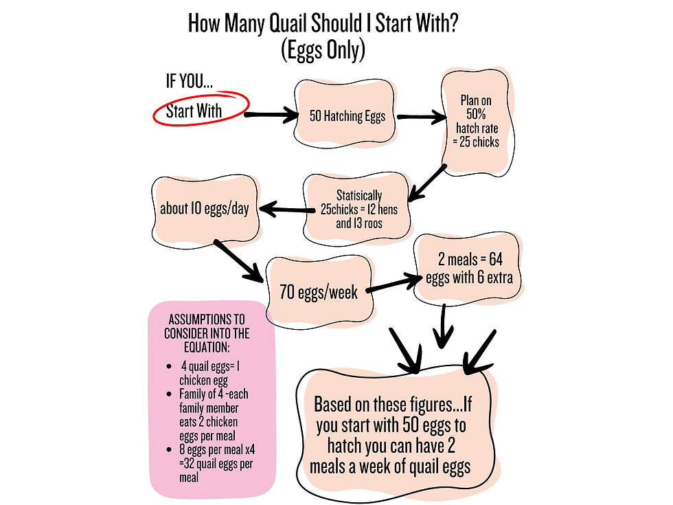 how many quail do you need for eggs