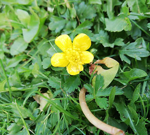 La Nature