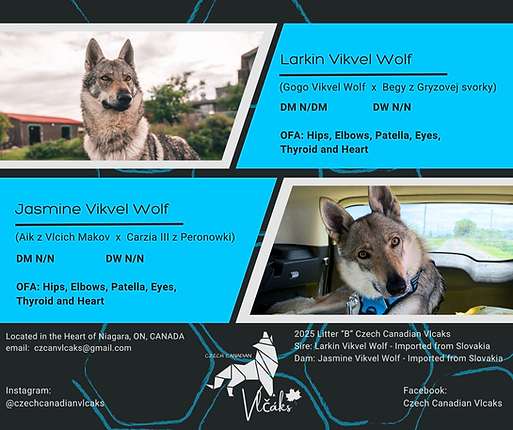 Litter B - CZCAN Vlcaks - Coming Soon