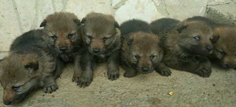 Uro as a baby in Slovakia