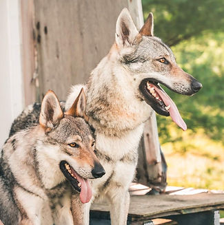 Juni and Larkin - CZCAN Vlcaks