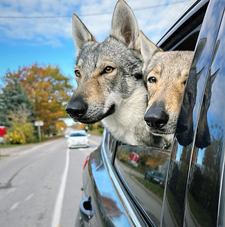 Larkin and Jinn - CZCAN Vlcaks