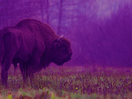 Cazando en el Mar de Hierba