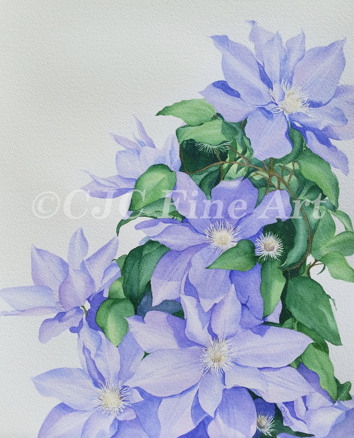 Purple Clematis