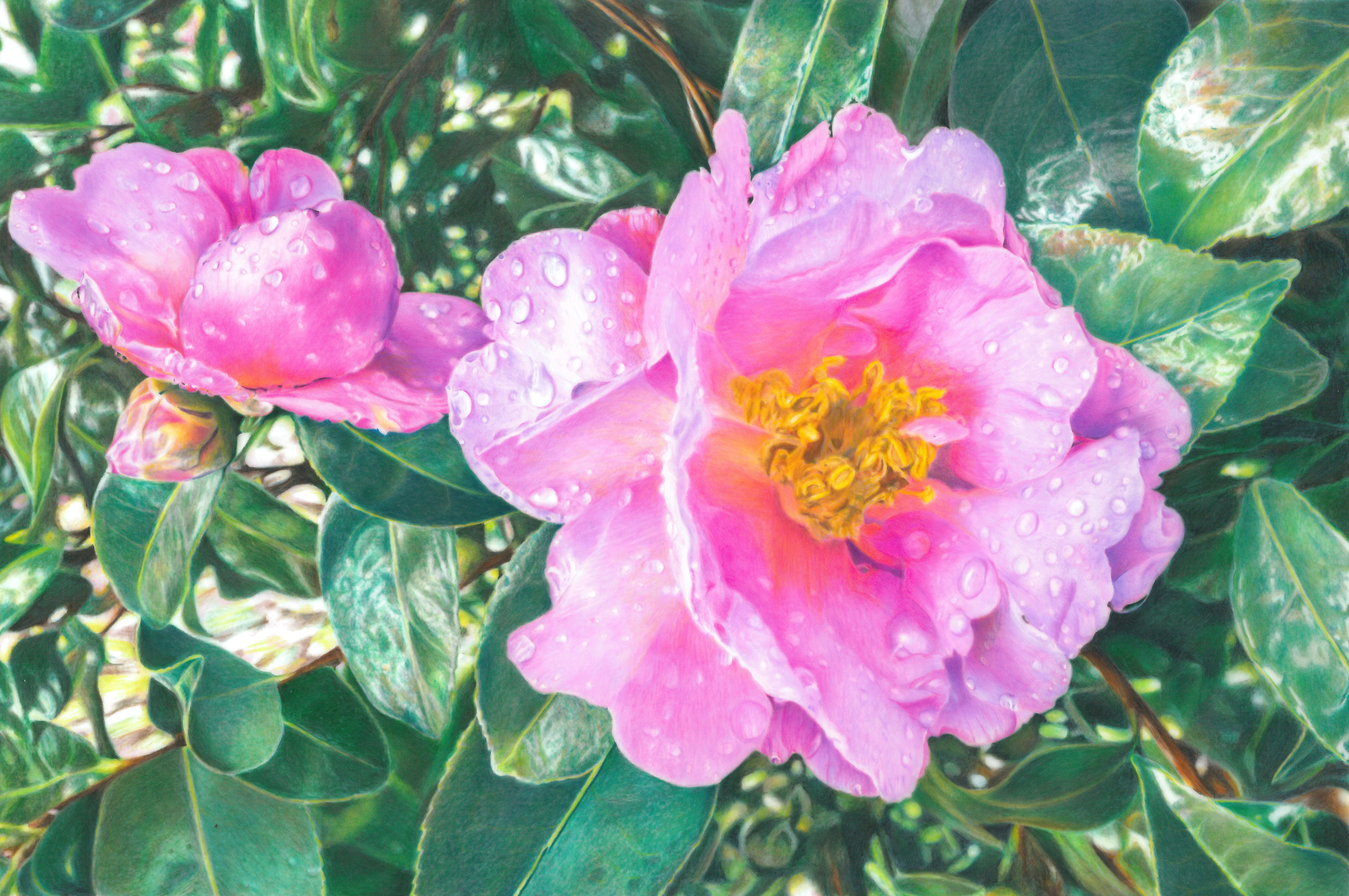 Camellia
