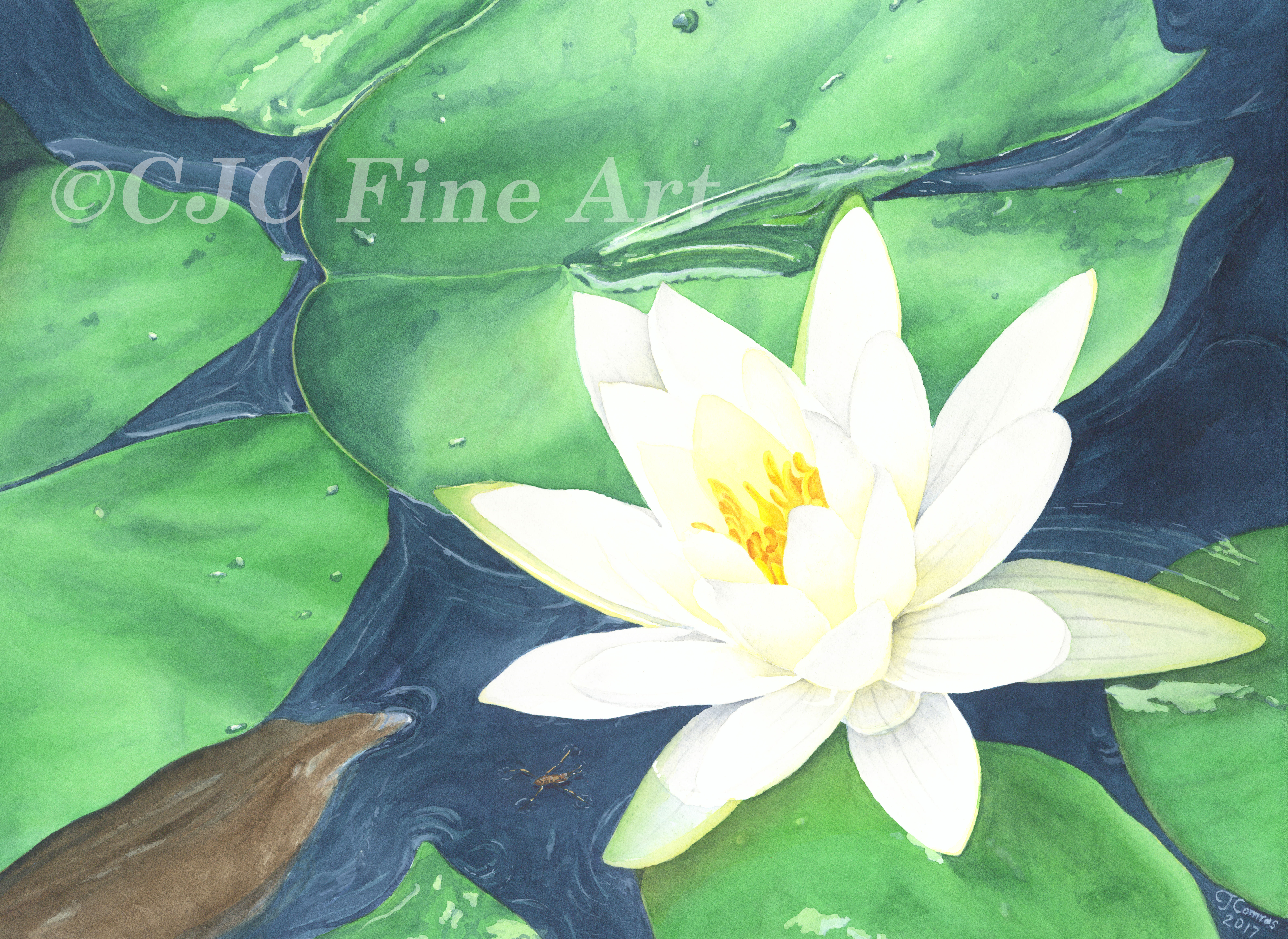 Lily Pads