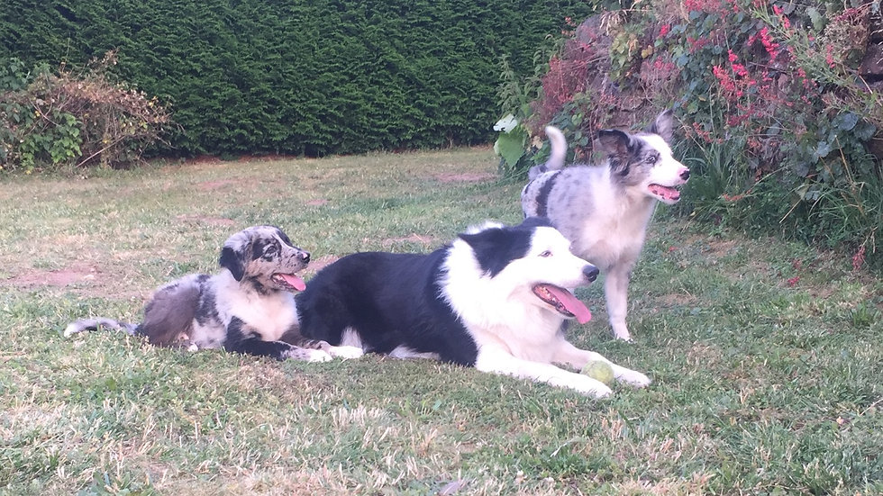 chiens.jpeg