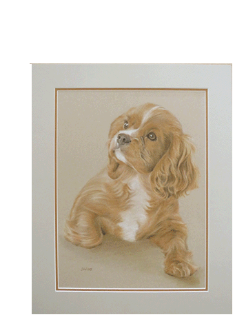 Pasteldrawing of a dog 50x40 cm