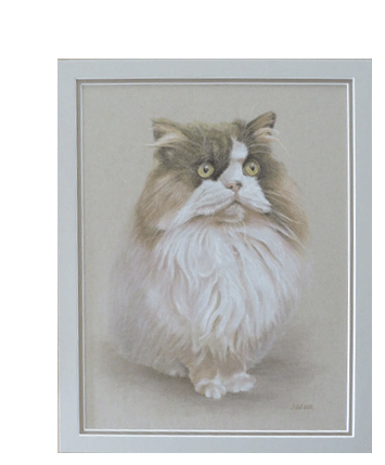 Bleistiftzeichnung einer neugierig aussehenden Katze