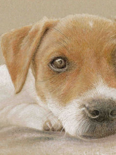 tekening van een Jack Russell Puppy door Sonja Van Waeyenbergh
