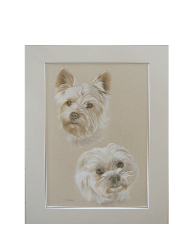 Pasteldrawing of two dogheads 50x40 cm