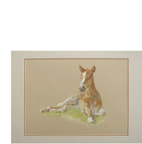 Pastellzeichnung eines ruhenden Pferdes 50x70 cm