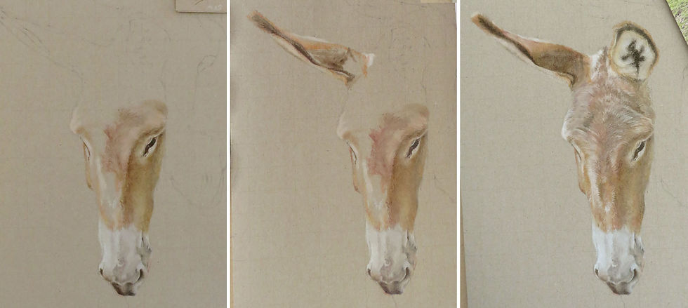 Drawing in progress of a donkey by Sonja van Waeyenbergh