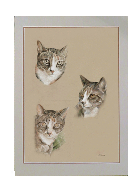 Pastellzeichnung von drei Katzen 70x50 cm