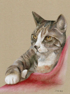 Dessin au pastel d'un chat domestique par Sonja Van Waeyenbergh