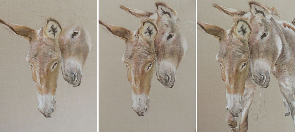 Drawing in progress of a donkey by Sonja van Waeyenbergh