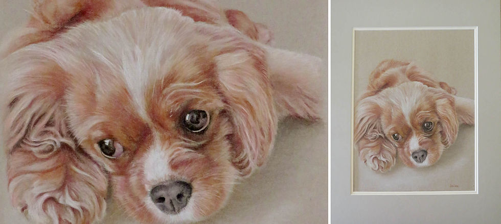 Drawing of a Prince Charles Chevalier Puppy by Sonja Van Waeyenbergh