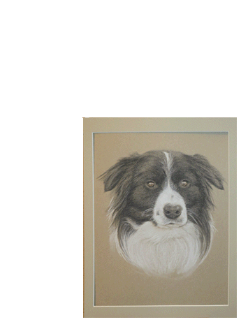 Pastellzeichnung eines Hundes 30x40 cm