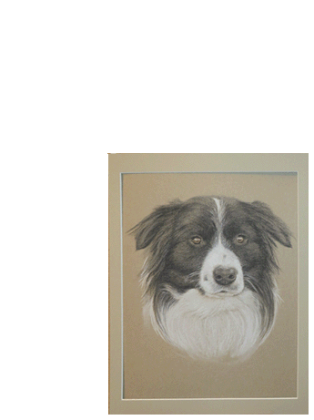 Pasteldrawing of a dog 30x40 cm