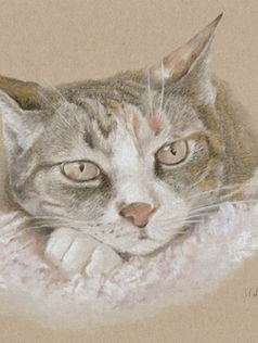 Dessin minou