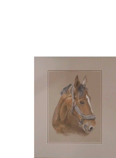 Pasteldrawing of a horsehead 50x40 cm