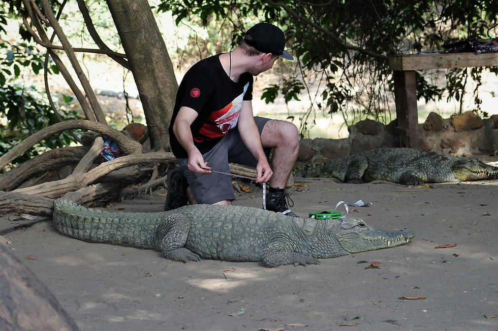 A West African crocodile being measured at Katchikally