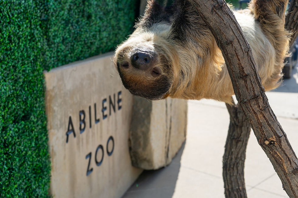 A close-up shot of a sloth hanging upside down from a tree branch at Abilene Zoo, with the zoo's name visible on a sign in the background.