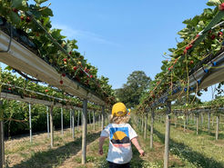 Child in a yellow cap walks between raised strawberry rows under a bright blue sky, with a sunset graphic on their shirt.