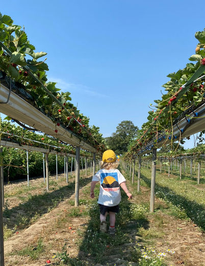 Child in a yellow cap walks between raised strawberry rows under a bright blue sky, with a sunset graphic on their shirt.
