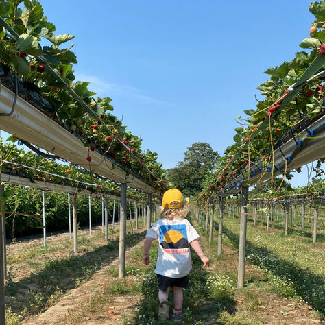 Child in a yellow cap walks between raised strawberry rows under a bright blue sky, with a sunset graphic on their shirt.