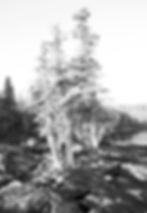 B&W Cedars II Spring 2015