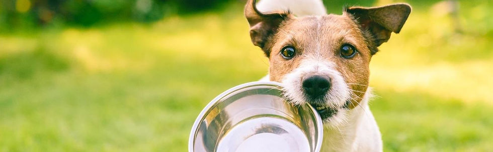 Header Animaux.jpg