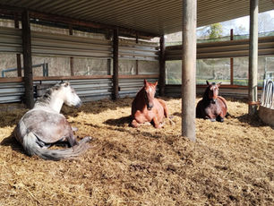Ferme équestre ATLANTIS