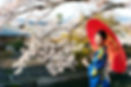 Japanese girl and Cherry blossom