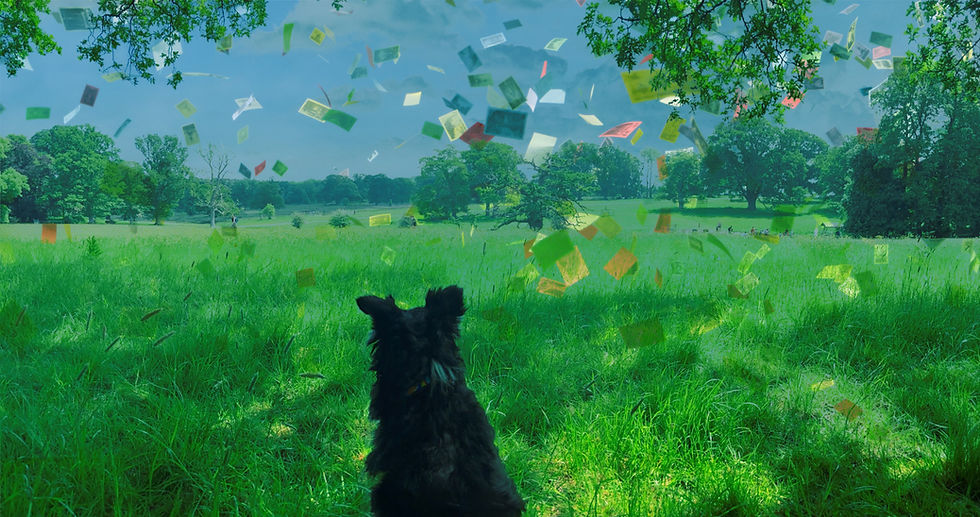 Mutty the border collie watches newsletters falling from the sky over Stock Gaylard