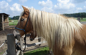 Ein Haflinger, mit rotbraunem Fell und blonder Mähne steht  am Halfter angebunden an einem Zaun.