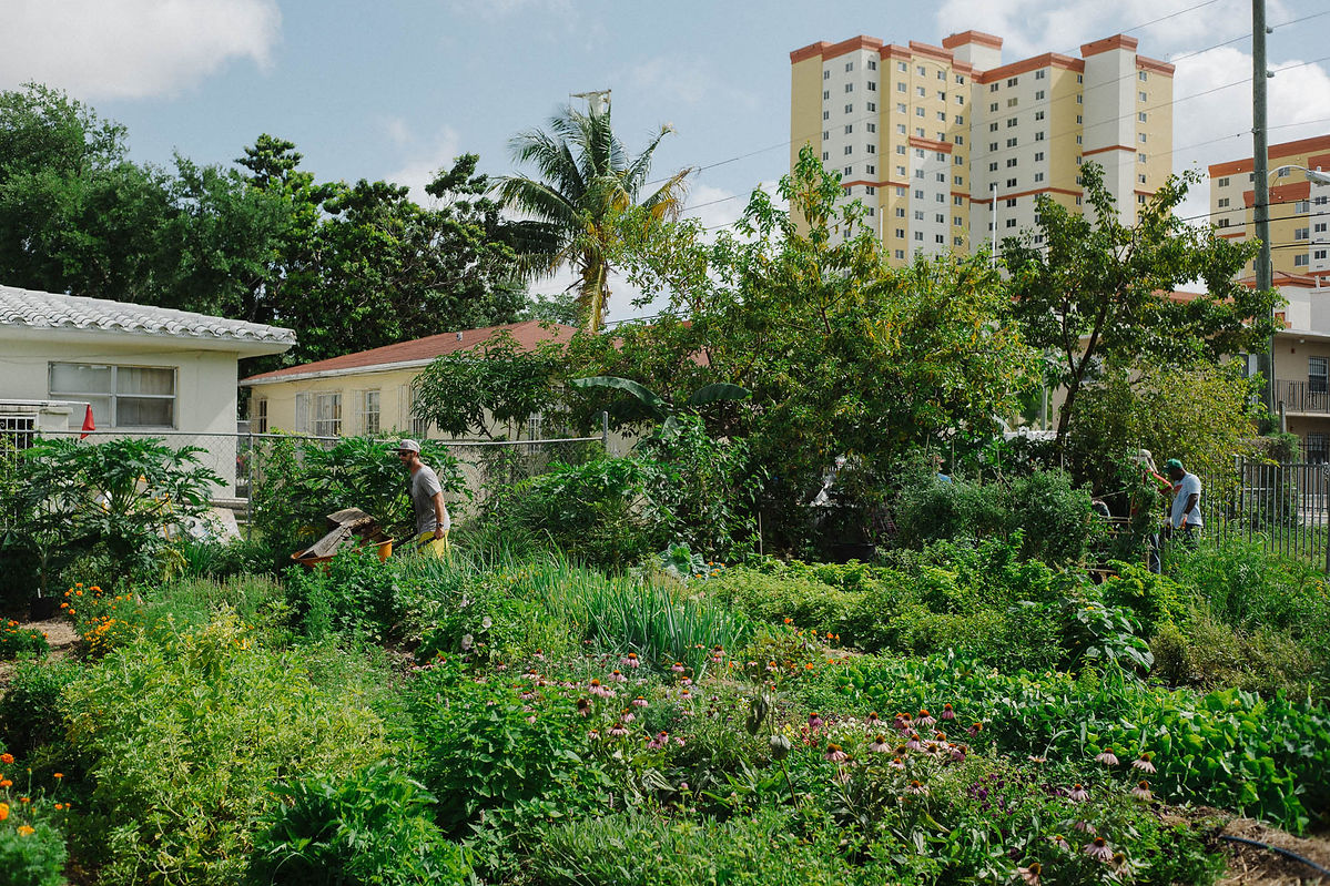 2020_5_3_urban ag selects-1005012.jpg