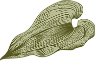 Botany