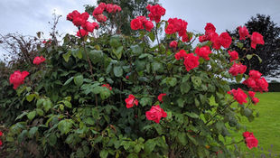 Issue 3                        16th January 2026  