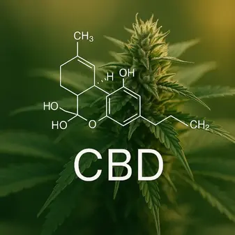 Historia del CBD en el mundo: