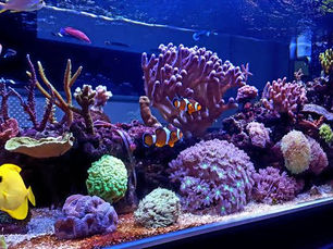 Guia Completo de Filtragem para Aquários: Tipos, Vantagens, Desvantagens e Marcas Recomendadas