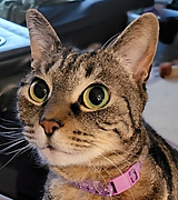 ninja cat image.png