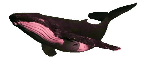 whale_flying