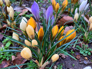 Throat Chakra Wounds - Afraid or unable to express your true thoughts