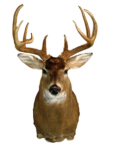 deer10 (1).png